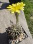 Preview: Echinopsis Hybr. gelb